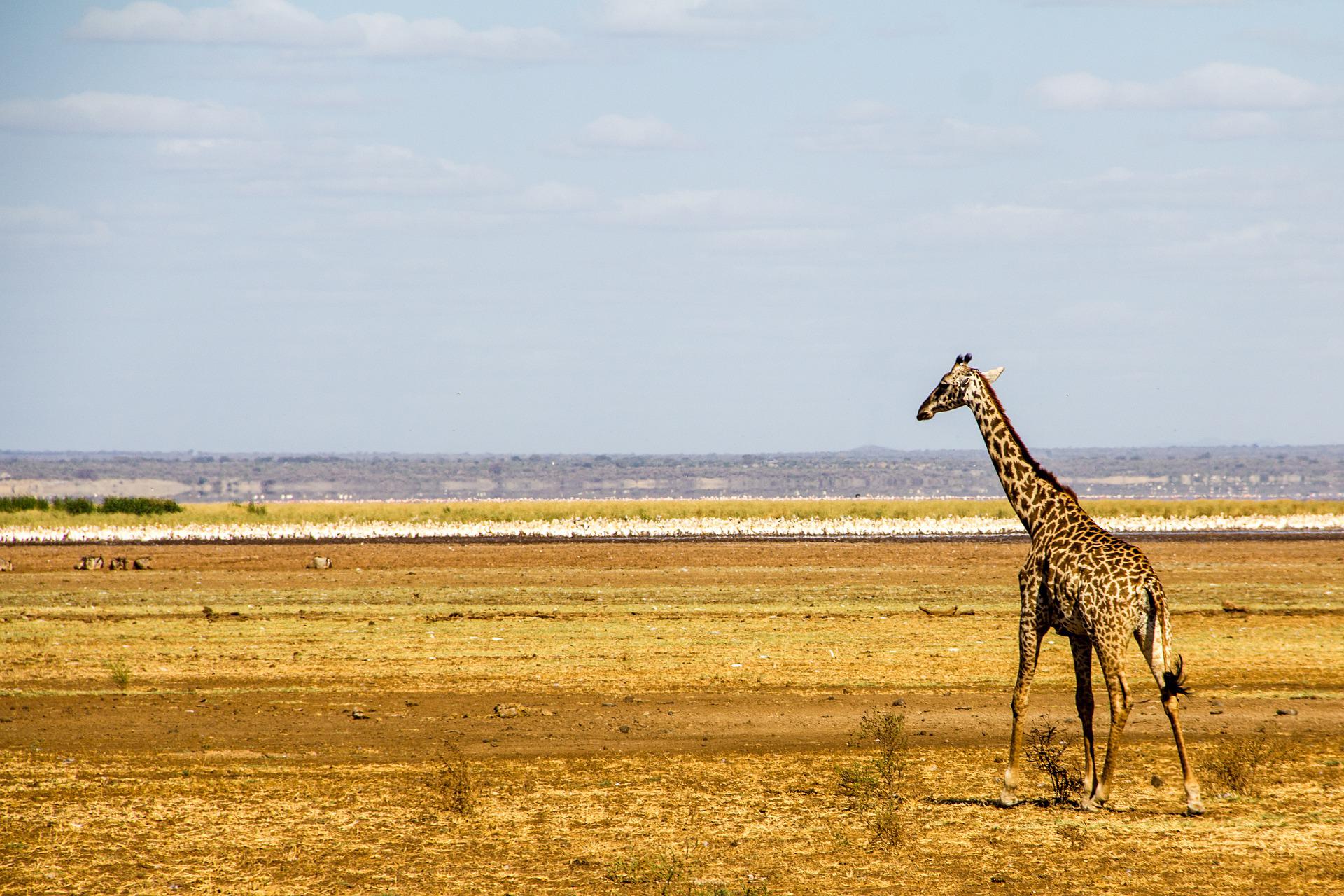 3 Days Camping Safari: Lake Manyara, Tarangire, Ngorongoro Conservation Area.