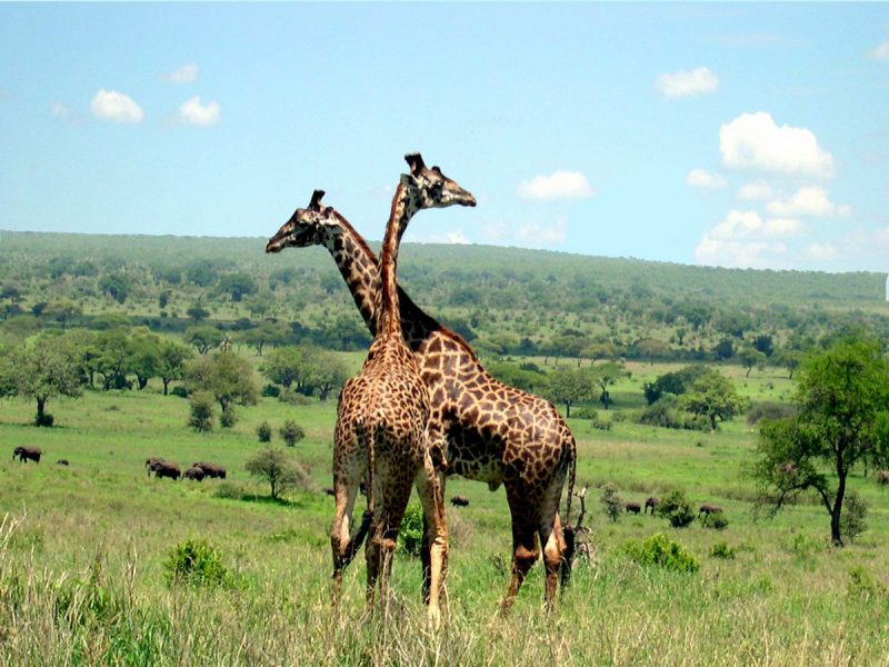 3Days 2Nights Mikumi Camping Safari